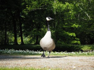 Amilly, la Pailleterie : l'un des habitants permanents